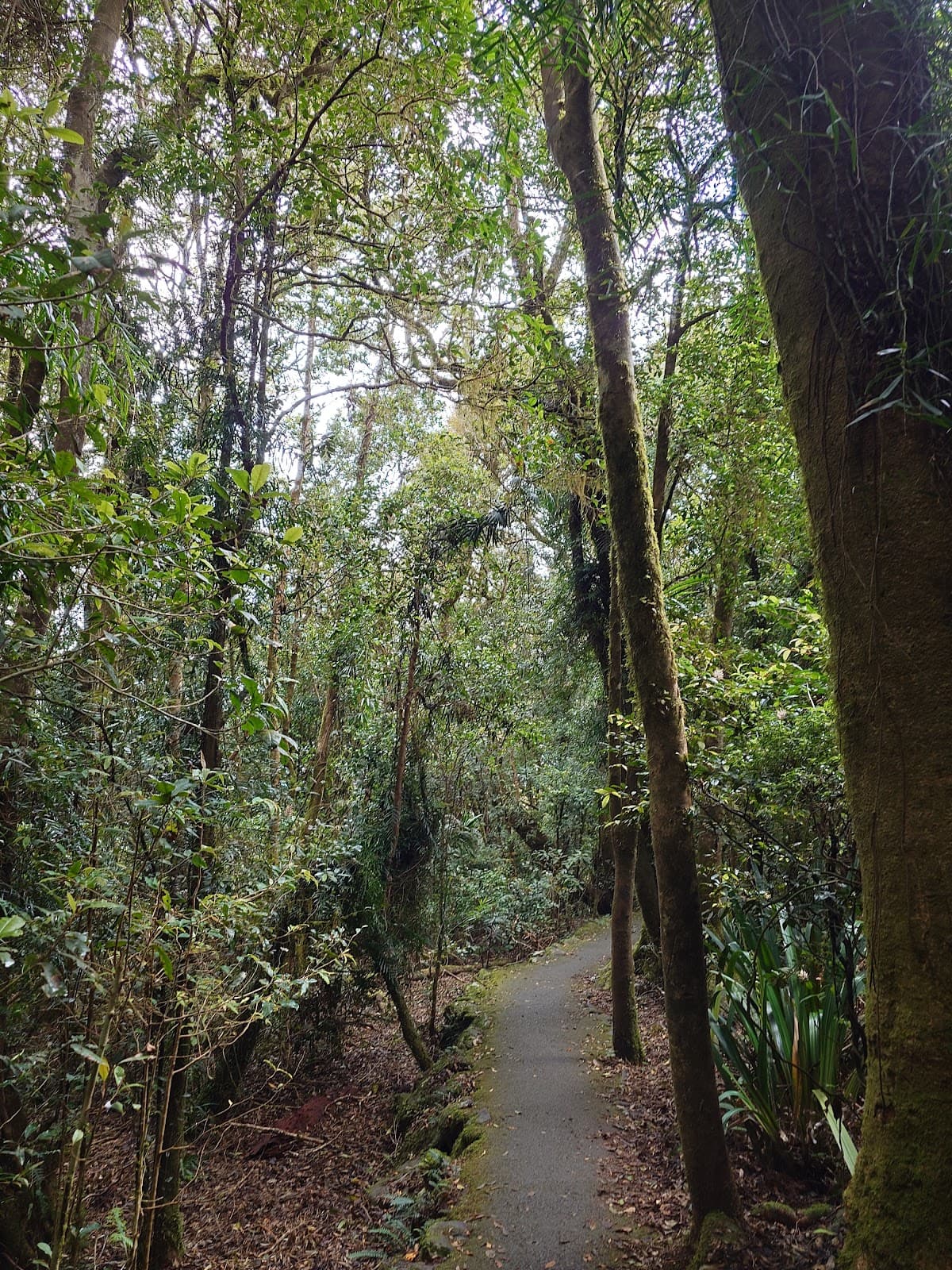 Best of All Lookout photo 4