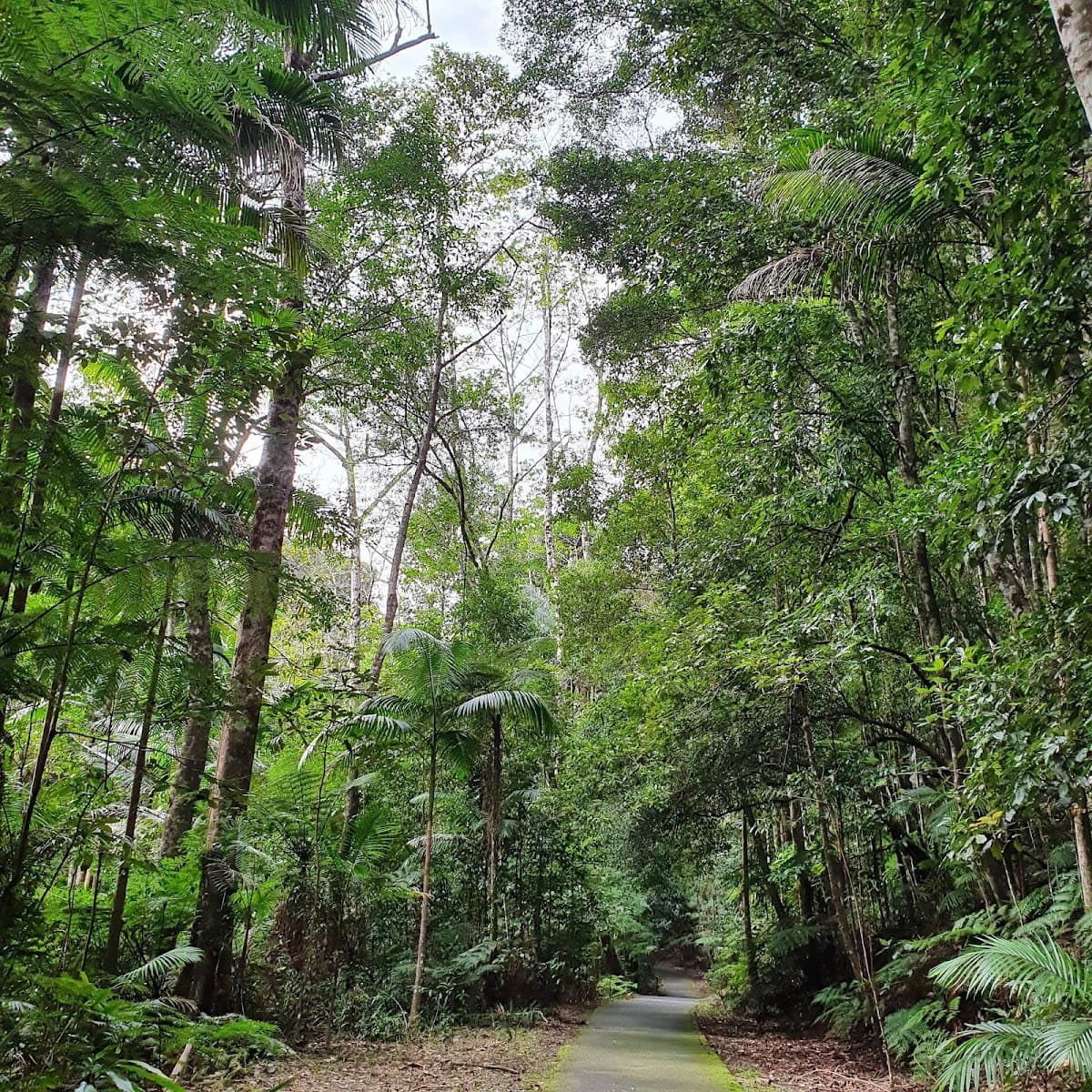 Cougal Cascade photo 4