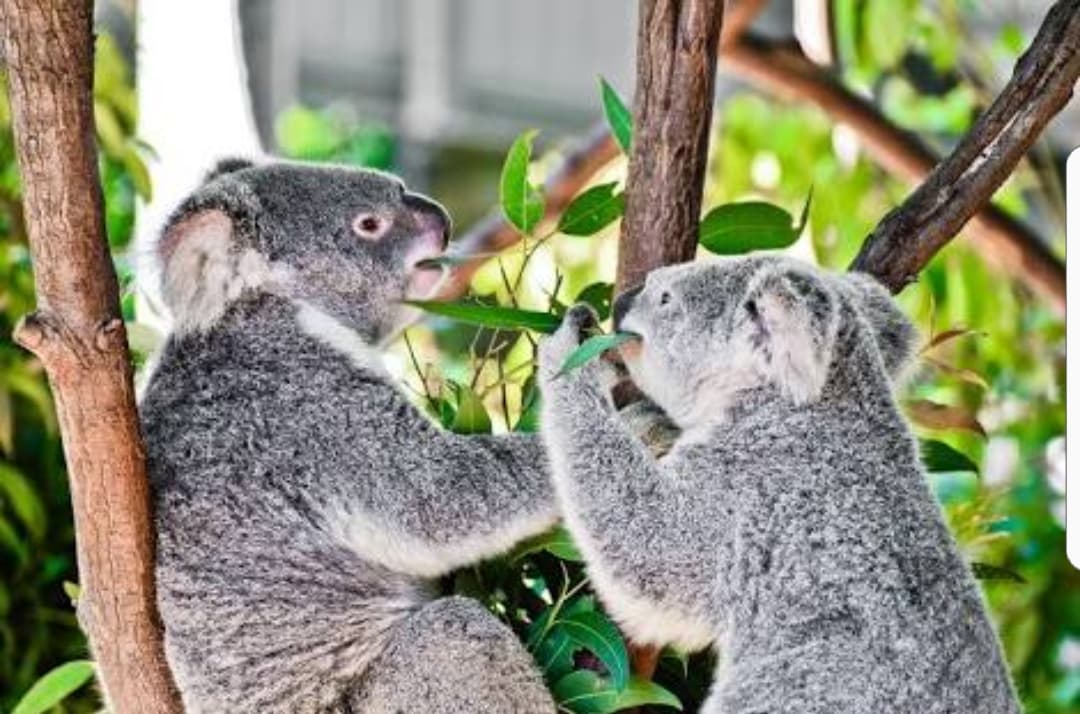 Currumbin Wildlife Sanctuary photo 3