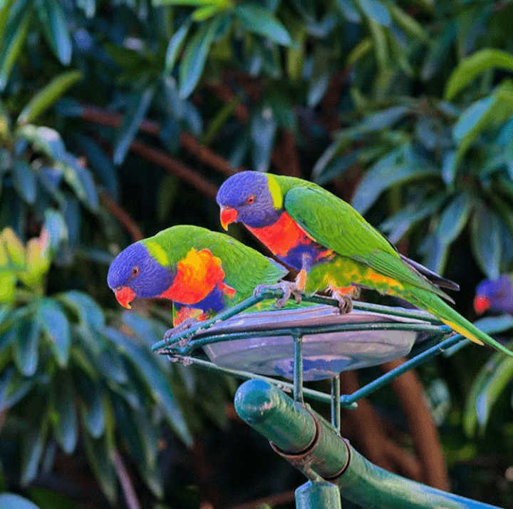 Currumbin Wildlife Sanctuary photo 4