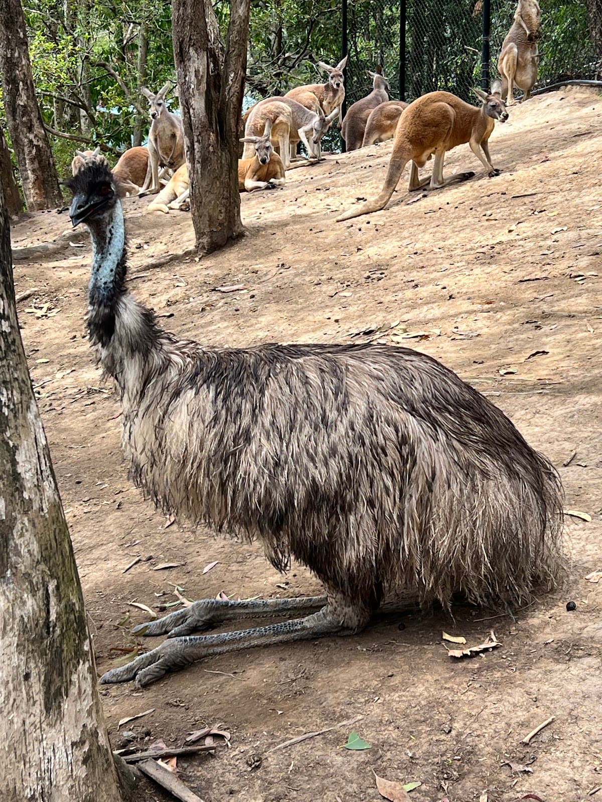 Currumbin Wildlife Sanctuary photo 5