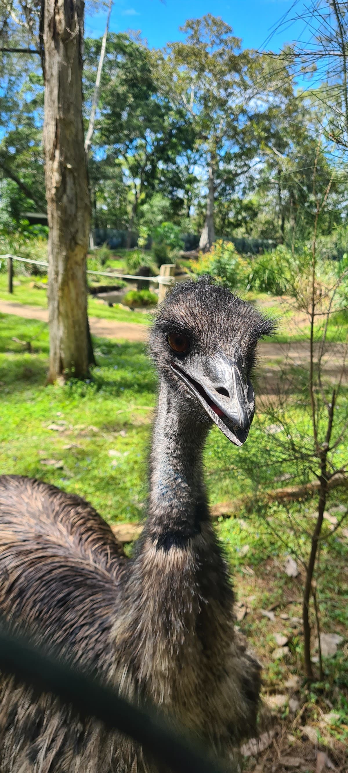 David Fleay Wildlife Park photo 3