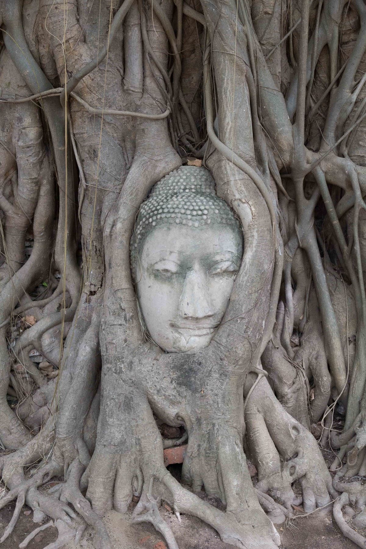 Genuine Thai Massage & Beauty photo 4