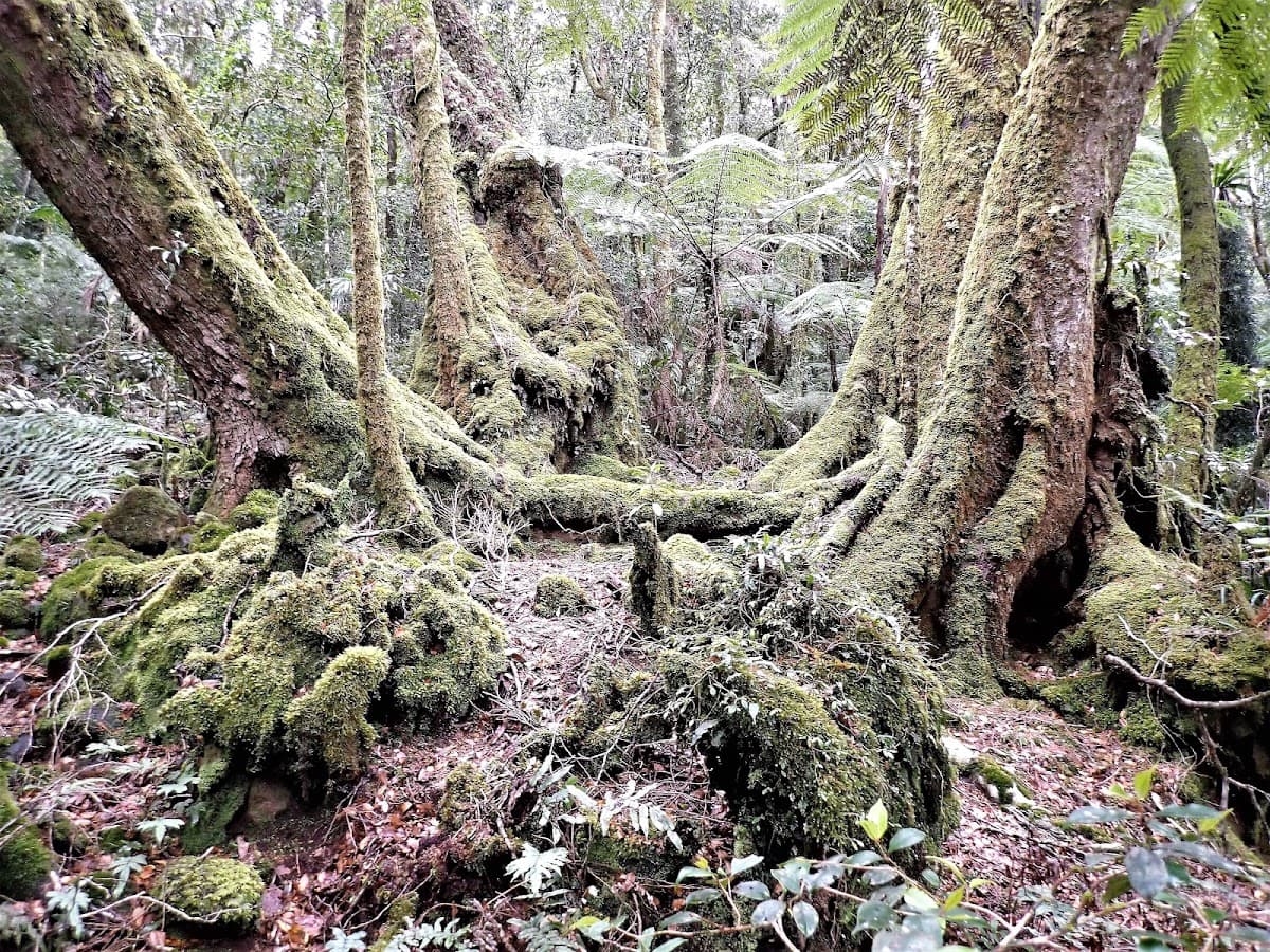 Lamington National Park photo 4