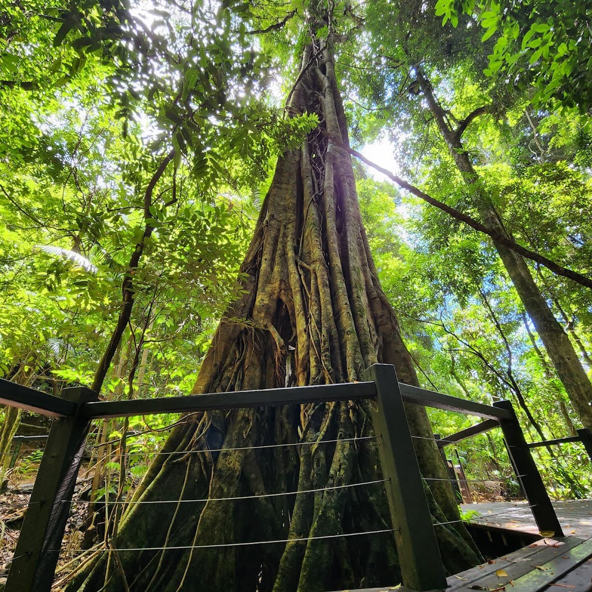 Natural Bridge, Springbrook National Park photo 4