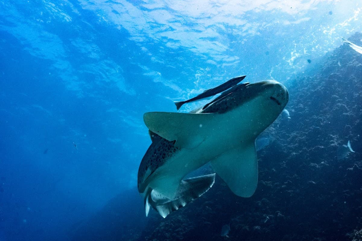 Nguthungulli Julian Rocks Nature Reserve photo 2