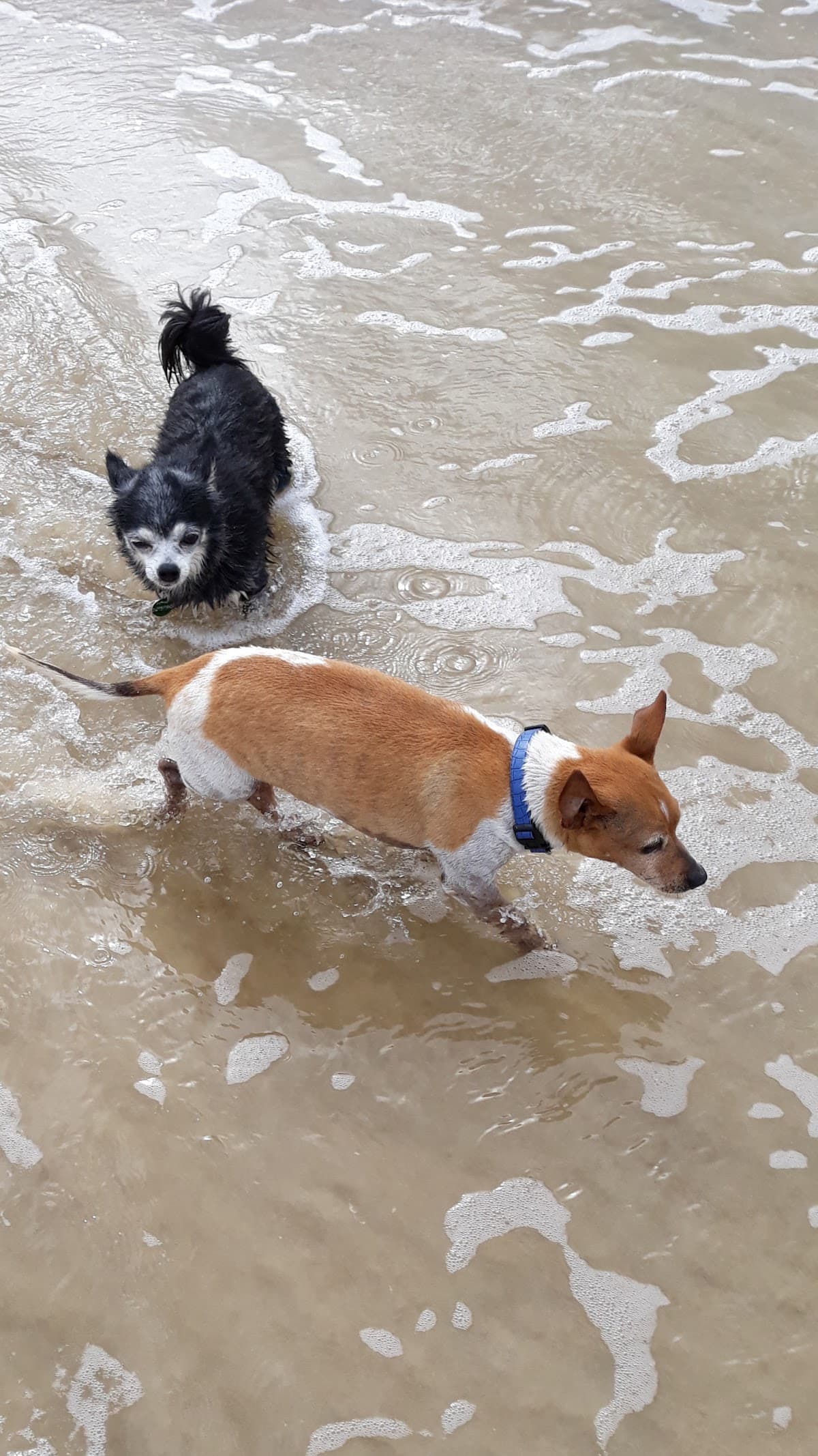 Stumers Creek Dog Offleash Area photo 5