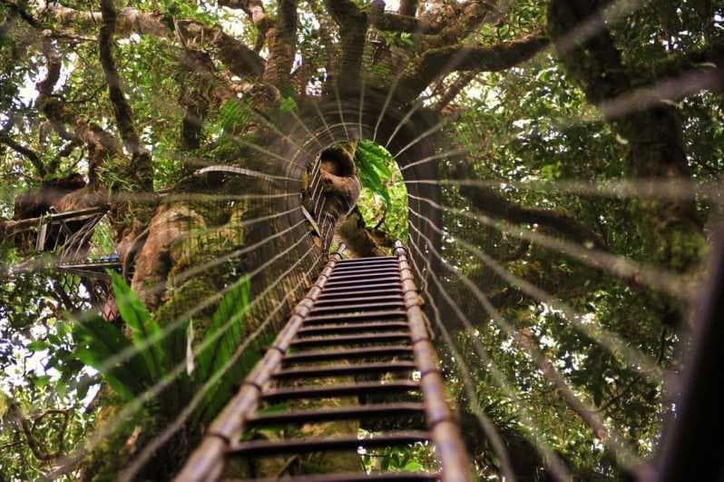Tree Top Walkway photo 2