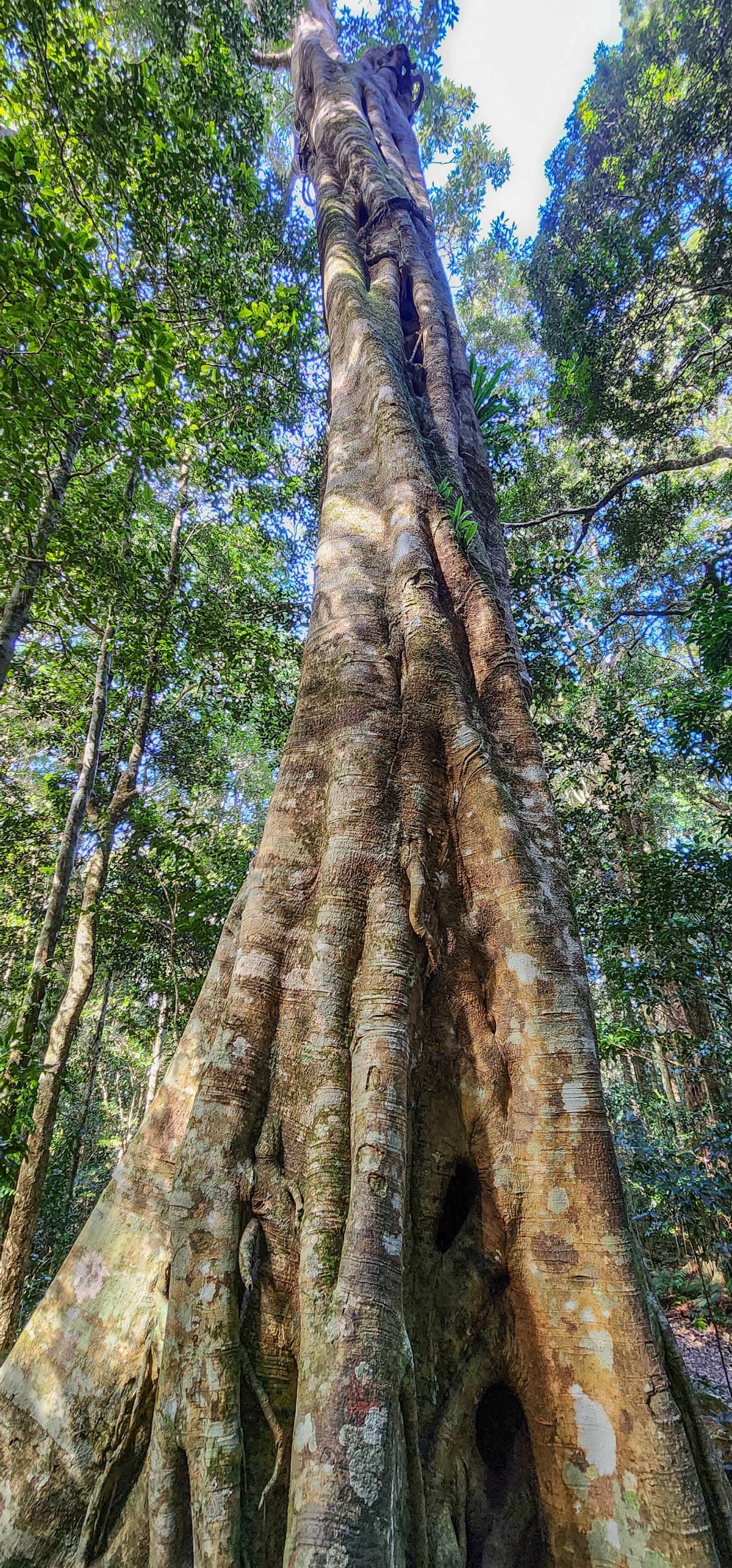 Tree Top Walkway photo 5